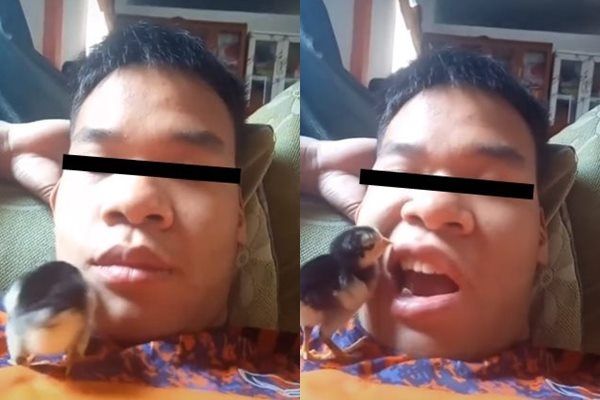 Viral Cowok Mekasukan Binatang Peliharaannya Saat Menguap Lebar-lebar. (TikTok)