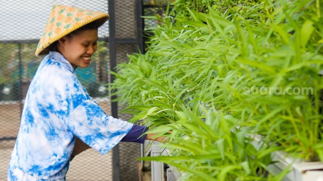 Maisa (27), Pemudi berkebutuhan khusus penyandang Autisme mengelola kebun hidroponik di Kawasan Ciganjur, Jakarta Selatan, Rabu (2/3/2022).[Kabarindong.com/Septian]