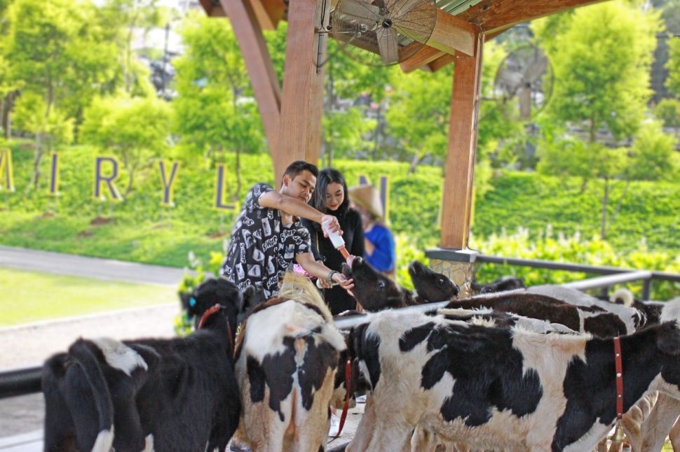 Taman Wisata Dairyland (Dok Dairyland)